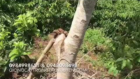 Ghép cải tạo sầu riêng già cỗi