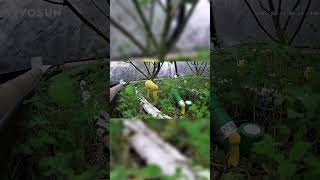 Growing Mushrooms Faster Than You'd Expect #timelapse #experiment #shorts