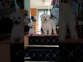 Dog Music Trap Newmusic Automobile Canada Dj Dog Music Trap Newmusic Automobile Canada Dj