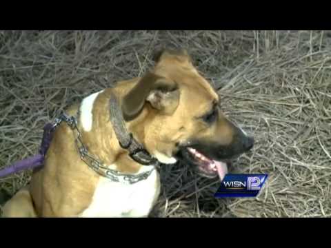 Firefighters Rescue Two Dogs From Pond