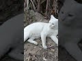 #mycat #enjoying #weather