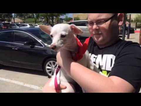 camera iphone 8 plus apk Julie - 2-3 yr chi- Italian greyhound mix - spayed female