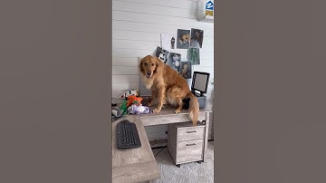 My dog started a new business! 😅