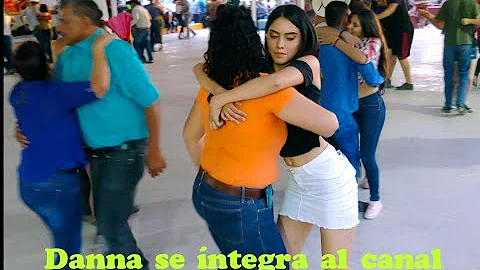 El pavido navido/ los 500 novillos
