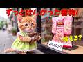 【まさかの展開】可愛い緑のドレス姿でずっと欲しかった着物の前に立つここにゃん...財布を開けたら小銭しかなくて大ピンチになった物語😭👘✨