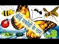 25 Insects Names In Hindi | कीड़ों के नाम | Kide Makode Ke Naam | Kido Ke Naam | कीड़े मकोड़े