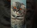 Lolita in da house #cat #catlover #catlovers #funny #cute #animals #memes #catshow #pets #trailer