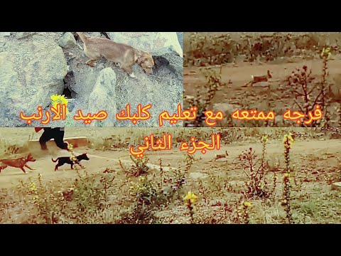 فيديو: كيفية اصطياد الأرنب مع الكلاب بشكل صحيح