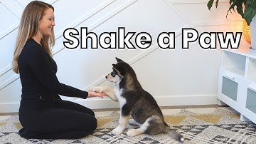 How to Train "Shake a Paw" (BLOOPERS INCLUDED)