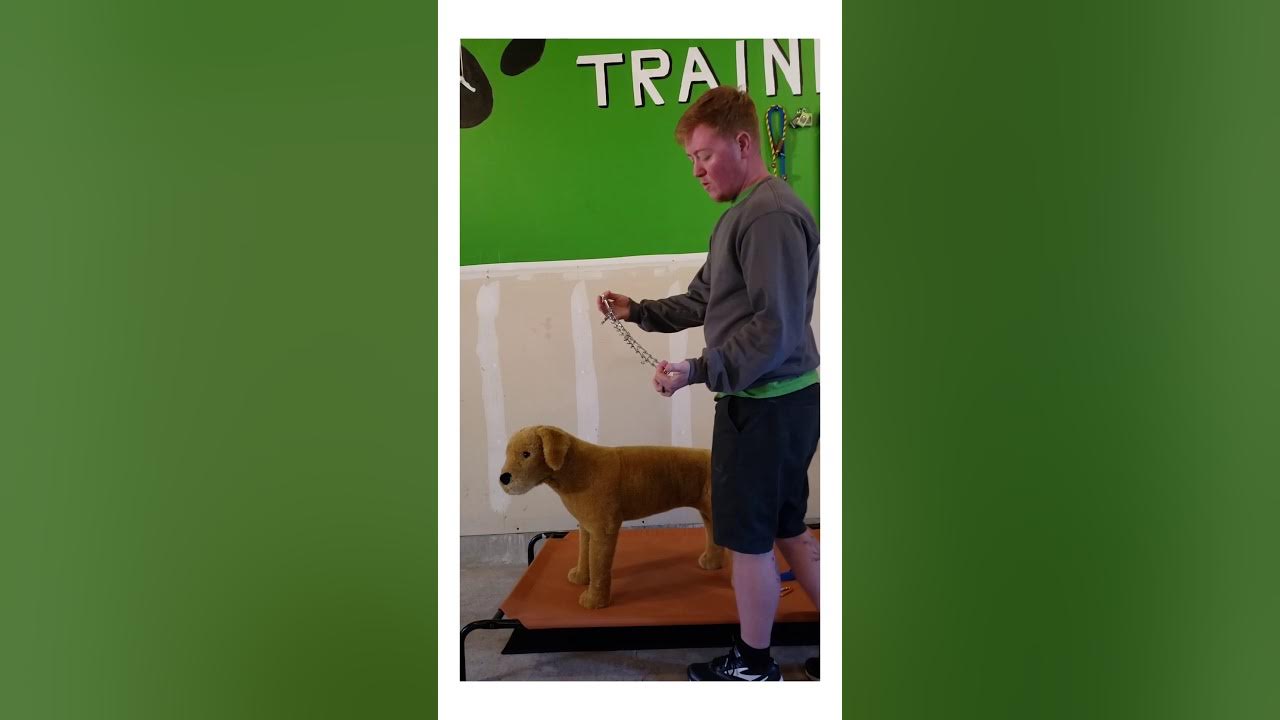 How to put on prong collar with back up clip YouTube