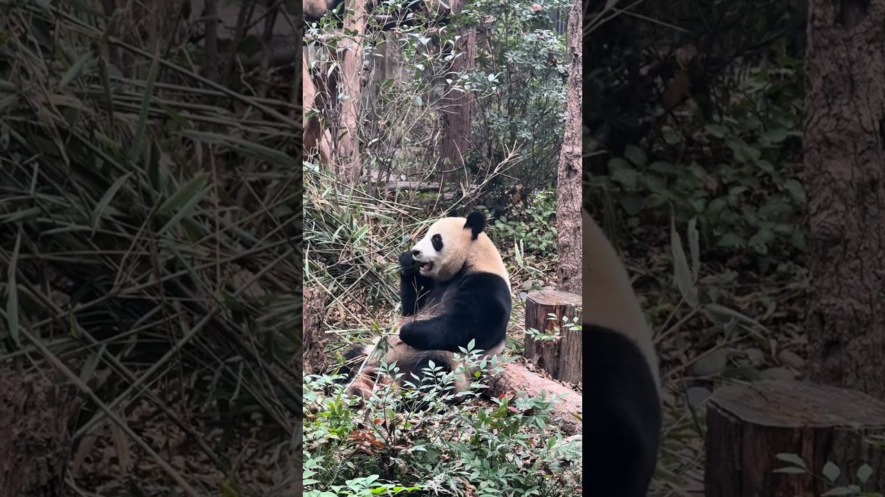 청두 판다기지