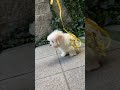 아름다워요 울 애기 #꼬똥드툴레아 #킴스켄넬