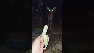 banana for deer by Jonny Wonderland 295 views 8 months ago 3 minutes, 6 seconds