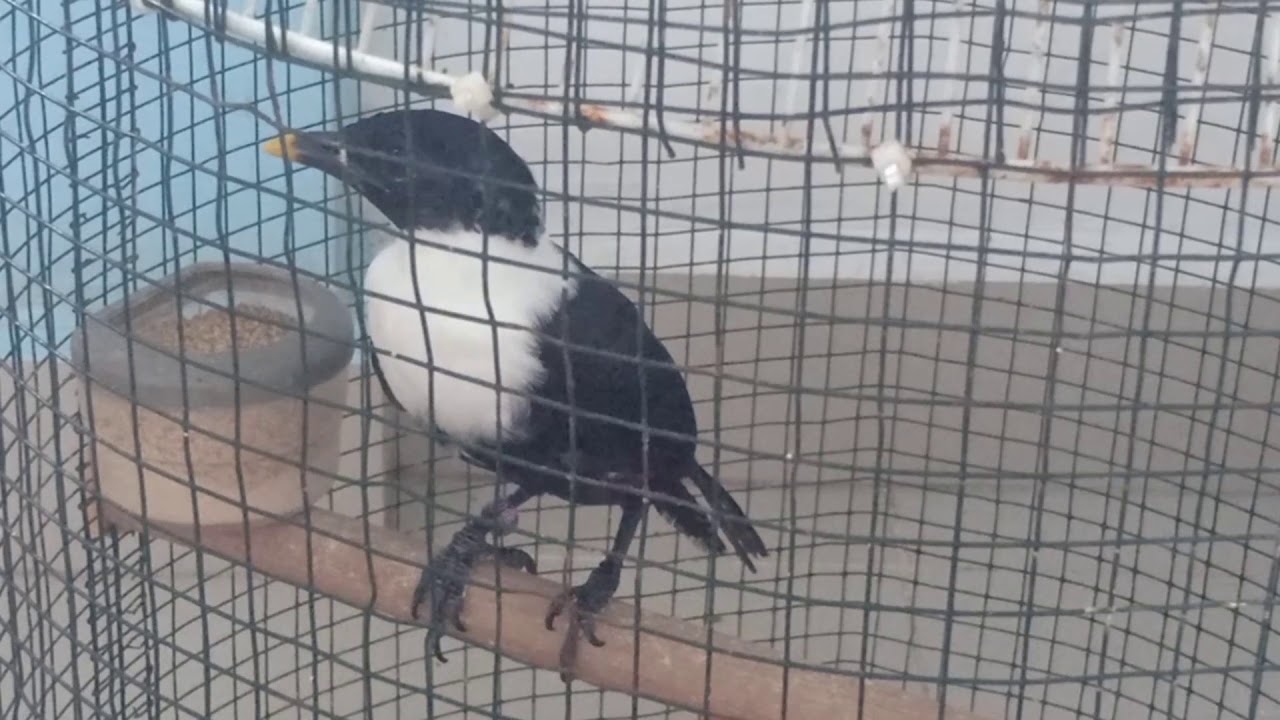 INILAH BURUNG JALAK BILBONG USIA MASIH MUDAH....... 