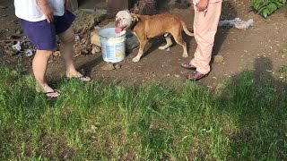 Dog rescued after owners left him to die chained outside Detroit home