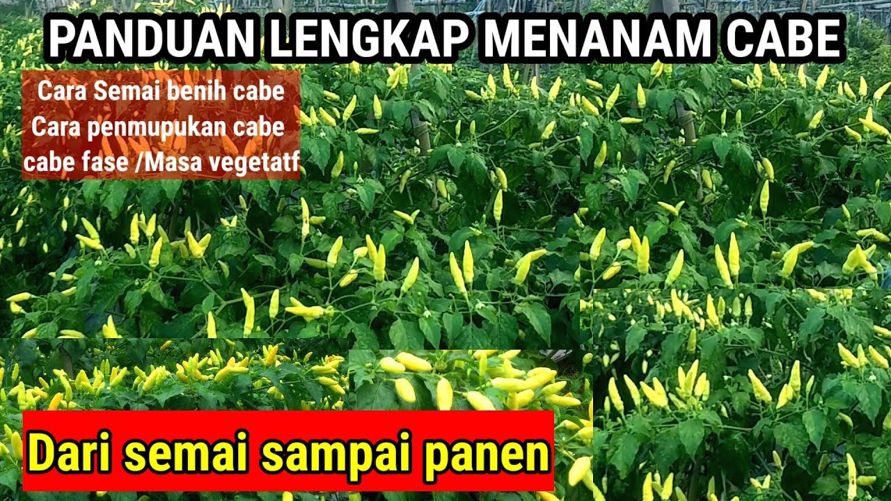 CARA MENANAM CABE..!!  DARI AWAL SAMPAI PANEN