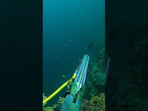 Hello Po Mga Ka Panna Uploaded Napo Ang Full Video Nito Pls Check This Out Shortsviral Fishing