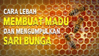 cara lebah membuat madu dan mengumpulkan sari bunga untuk makanan mereka