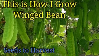 RECYCLING PLASTIC CONTAINER TO GROW WINGED BEAN / Blended Food waste as Fertilizer#SimplyGardening