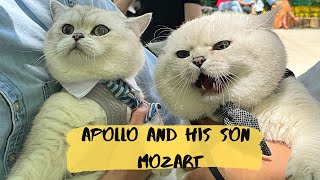 Father cat Apollo meeting his cute son Mozart