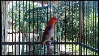 JANTAN SUARA KERAS BUAT MASTERAN || Suara Burung cabe cabean jantan gacor