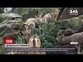 У Берлінському зоопарку тварин почастували ялинками | ТСН 16:45