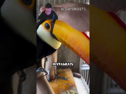 Туканы умеют мурлыкать? 😁😍