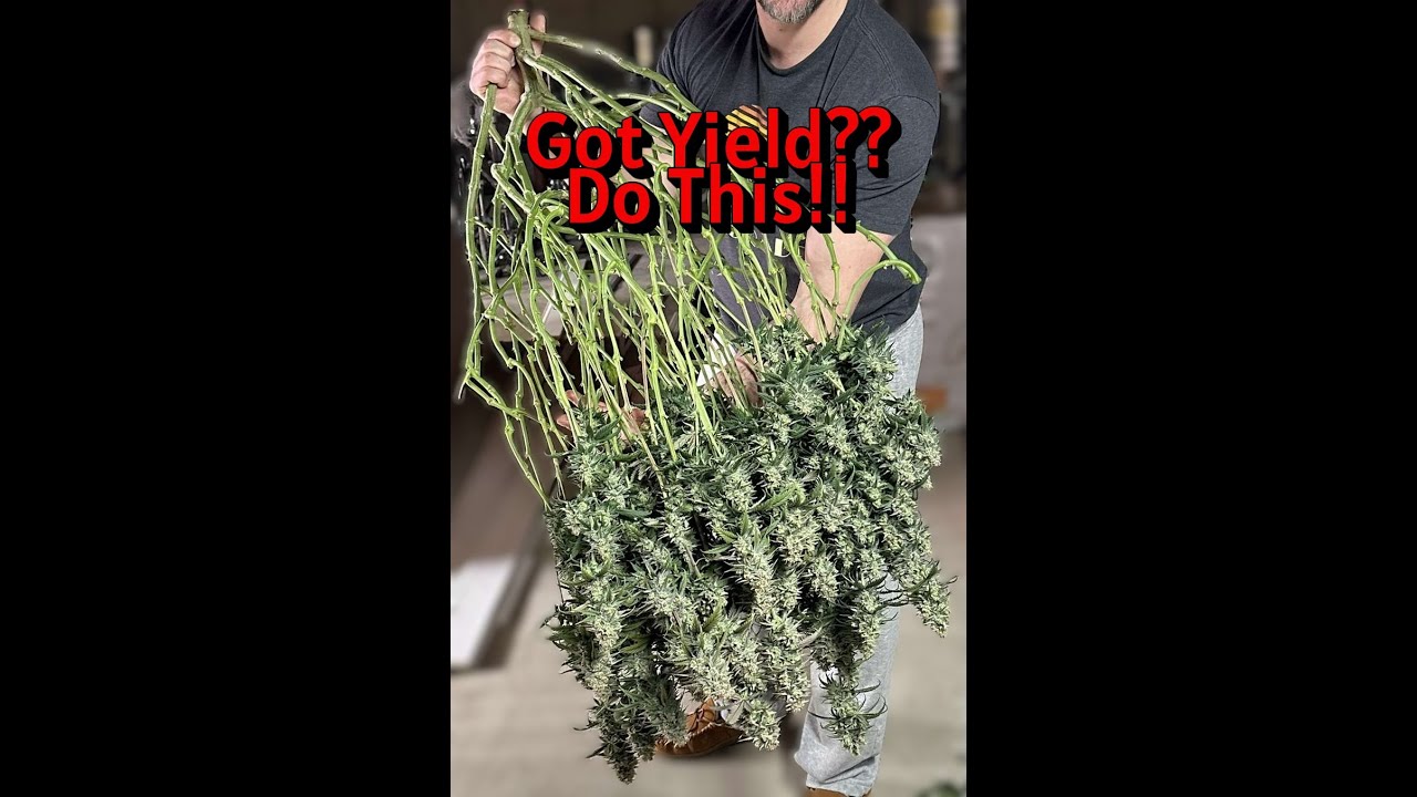 Как установить шпалерную сетку / Органическая конопля / Легкое выращивание марихуаны / Живая почва