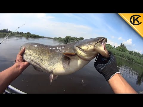 Ловля СОМА на Мелководье с Квоком. Сом на квок.