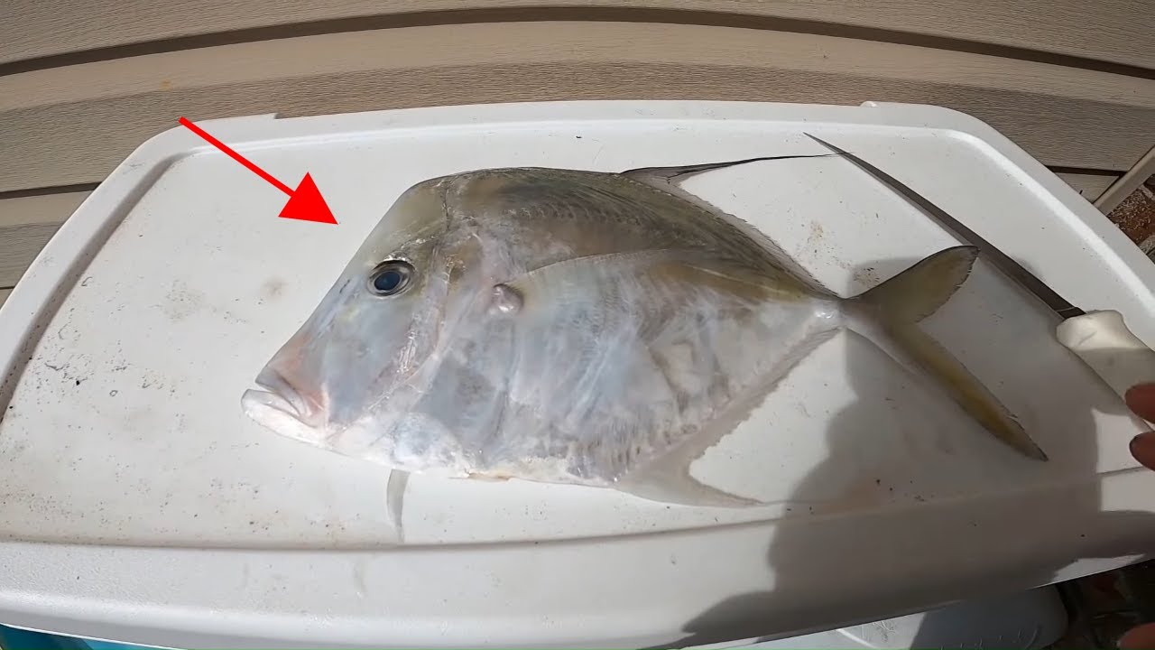 Don't pass this fish up**** LOOKDOWN catch clean and cook - YouTube