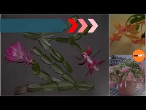 Christmas Cactus Colors - Easter Cactus
