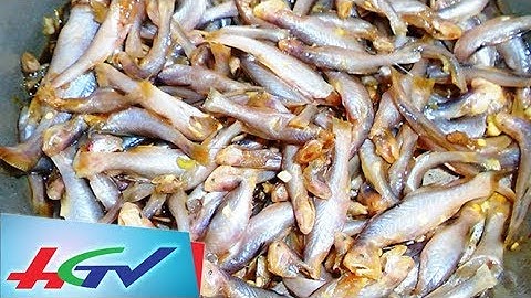 Nghề bắt cá phèn trên sông Hậu