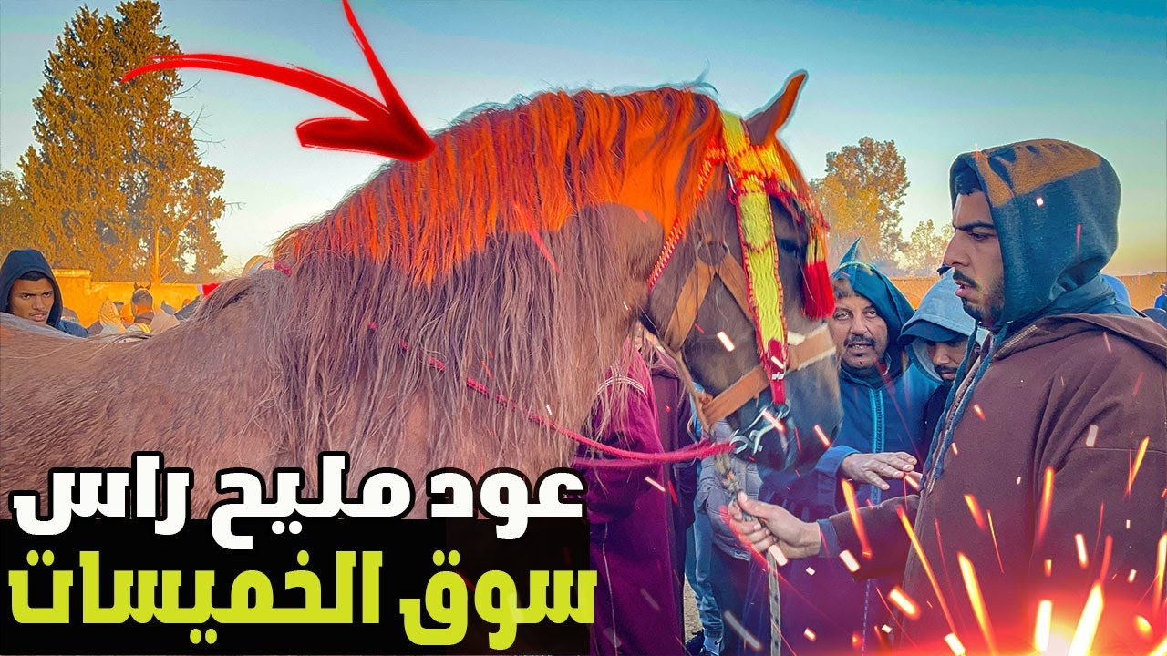 سوق الخميسات كاين ما يتشاف كاينين خيوول فالمستوى دخل عود بركي مليح خداه نجيب طويبة وسعيد عويناتي