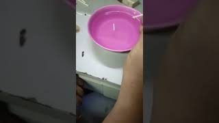 Mani gajah 2 alam rare Mani gajah 2 alam rare
