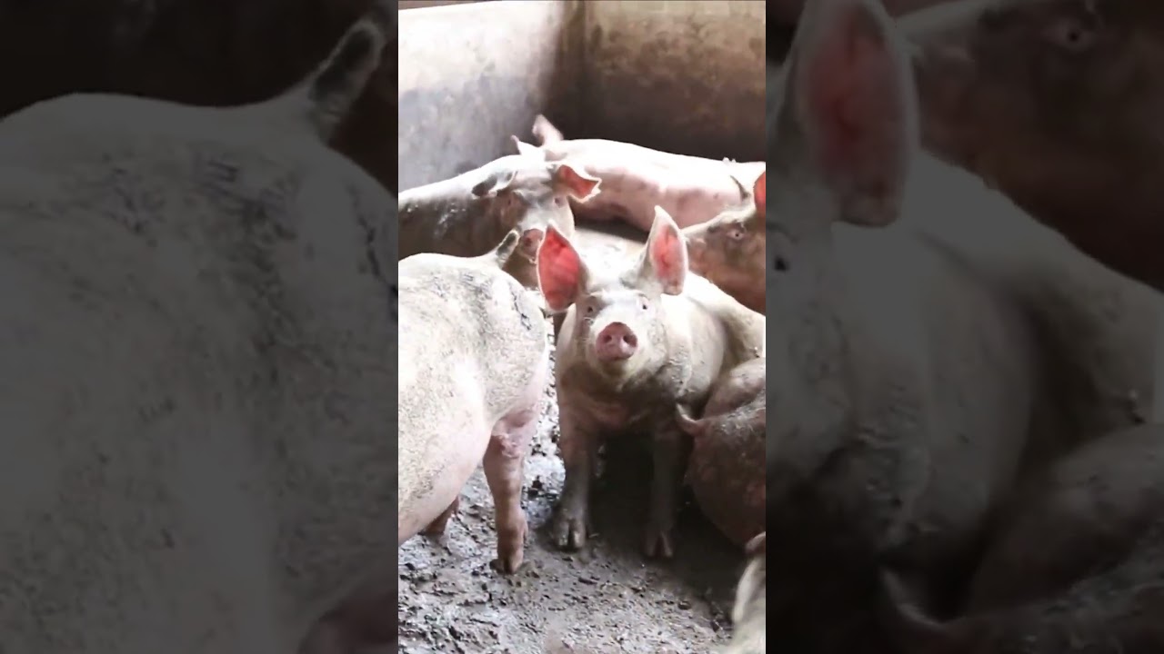 Почему невозможно появление новых видов животных? Миф о новых видах.