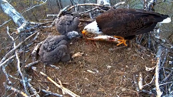 Ep#148 #baldeagle | Review mother bird brings food to feed her chicks | bird nest with nature life