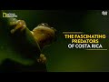 The Fascinating Predators of Costa Rica | Dead by Dawn | National Geographic