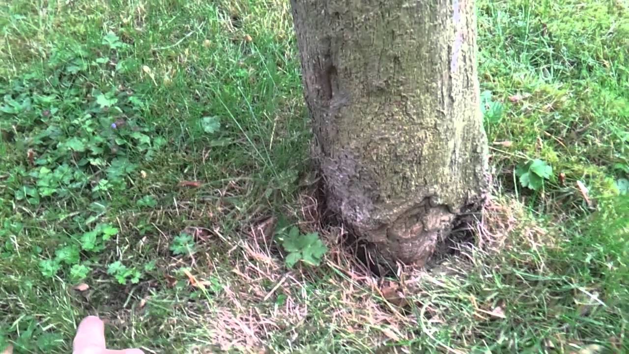 Strimmer Damage To Trees Youtube