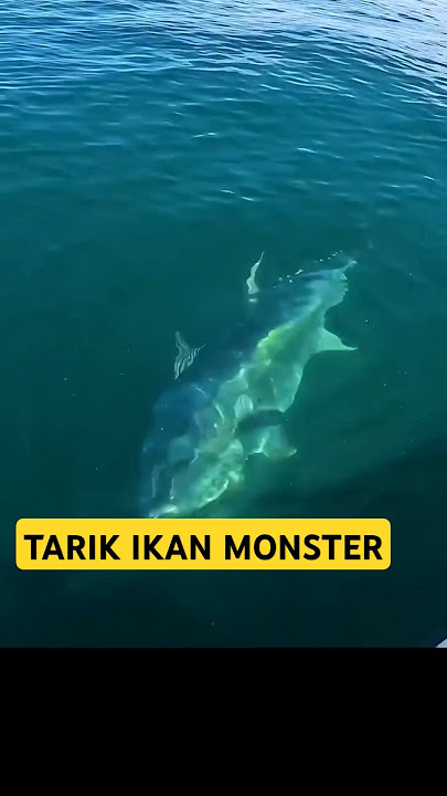 Joran di patahkan ikan tuna monster #mancing
