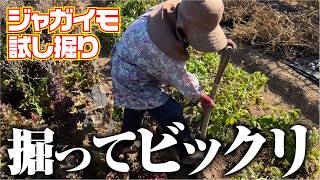 ジャガイモの試し掘りをしました【出島】【アイマサリ】【キタアカリ】【デストロイヤー】【メークイン】【アンデスレッド】【レッドムーン】