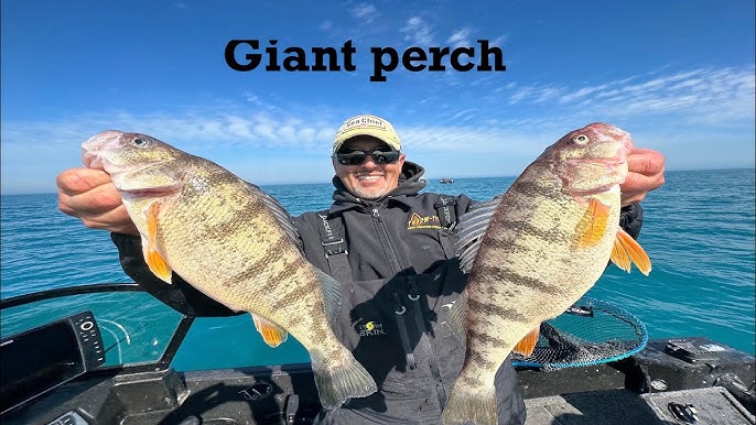 Lake Erie Perch Fishing October 2021 / Easy and Productive Methods