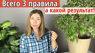 3 ГЛАВНЫХ ПРАВИЛА ухода за комнатными растениями. Легкий уход - отличный результат. +КОНКУРС!