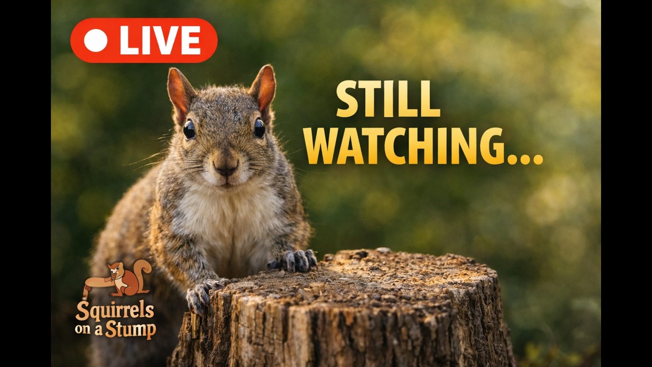 Live Animal Cam | Calm Afternoon in the Mountains