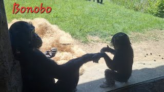 Let's go, Mama / Bonobo Family