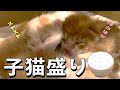 ごめん!こつぶ一家、引っ越し中止/子猫の片目、開いてる…?