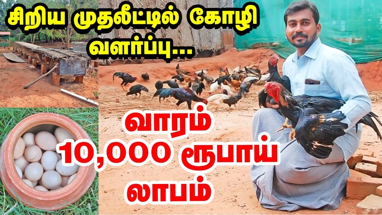 வாரம் 10,000 ரூபாய் லாபம்.. நாட்டுக்கோழி வளர்ப்பில் அசத்தும் சித்த மருத்துவர்!
