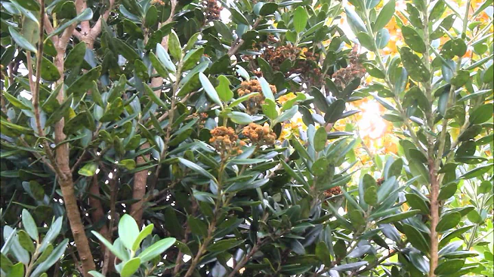 Seasons Flipping! . Botanical /Insect patterns altered ! Whats Up ?Pole Shift