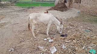 Donkey Mating Successful