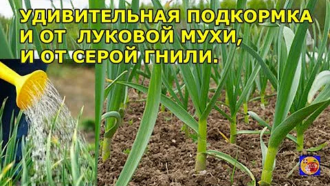 ПРОВЕДИ ЭТУ ПОДКОРМКУ ЧЕСНОКА СРАЗУ КАК ЗАЦВЕЛИ ВИШНИ.ПИТАНИЕ,ЗАЩИТА ОТ ВРЕДИТЕЛЕЙ И БОЛЕЗНЕЙ.