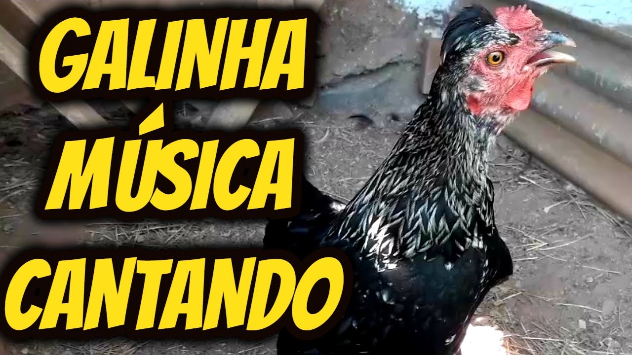 Galinha Cantando Igual Galo Significado Espiritual - ICEBRAIN